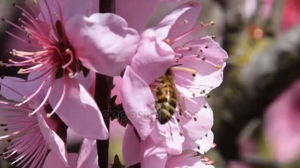 Polinização de flores por pêssego de abelhas . — Vídeo de Stock