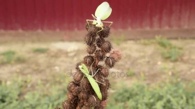 Peygamber devesi üzerinde tong. Çiftleşme mantises.