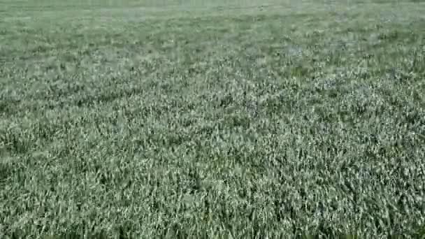 Молодая пшеница на поле — стоковое видео