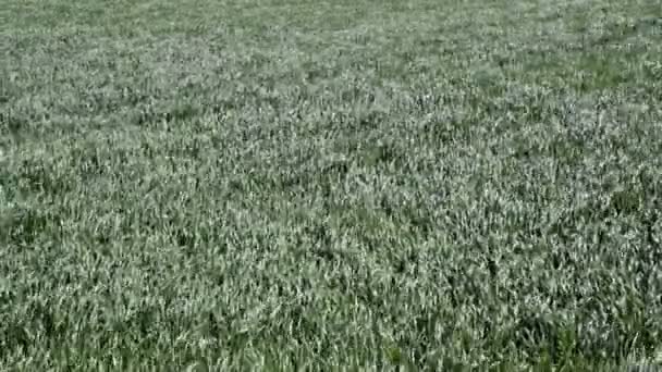 Trigo joven en el campo — Vídeo de stock