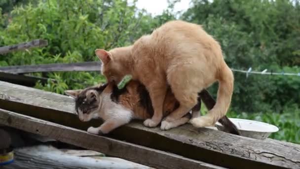 고양이 짝짓기 동물의 스러운 — 비디오