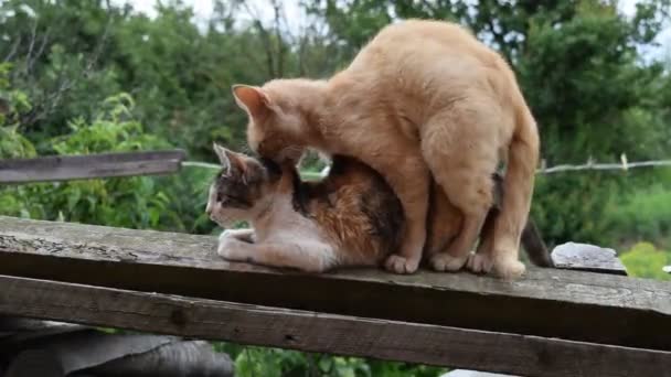 Paarung Von Hauskatzen Das Natürliche Verhalten Der Tiere — Stockvideo