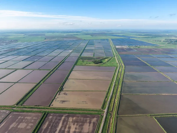 Arrozales inundados. Métodos agronómicos de cultivo de arroz en la — Foto de Stock