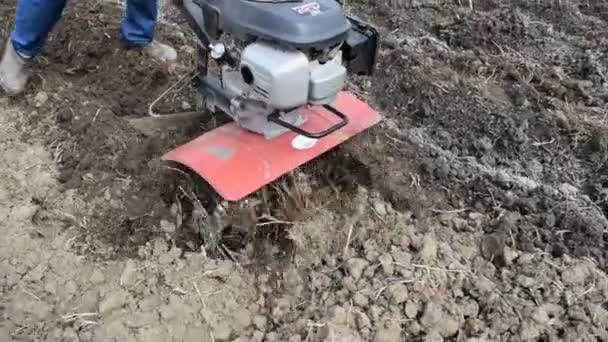 Plantar Papas Bajo Tractor Hombre Con Motor Bloque Jardín — Vídeo de stock