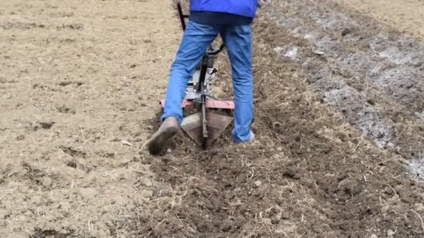 Plantera Potatis Traktorn Man Med Motorblock Trädgården — Stockvideo