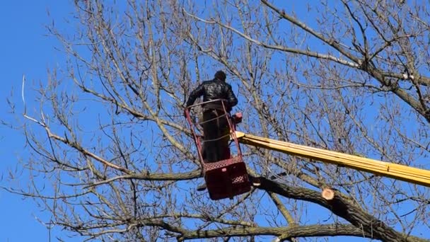 Przycinanie Drzew Pomocą Ramienia Podnoszącego Cięcie Piłą Niepotrzebnych Gałęzi Drzewa — Wideo stockowe