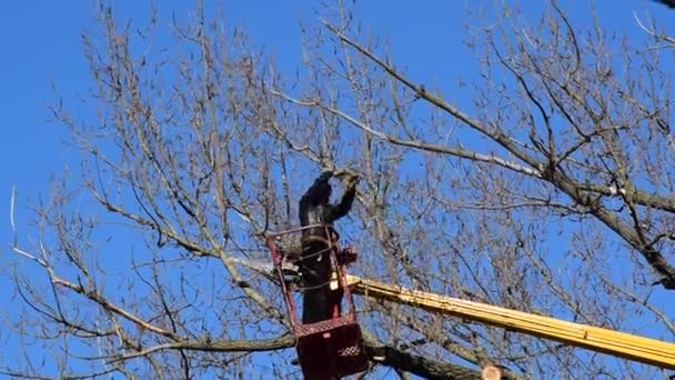 Taille des arbres à l'aide d'un bras élévateur — Video