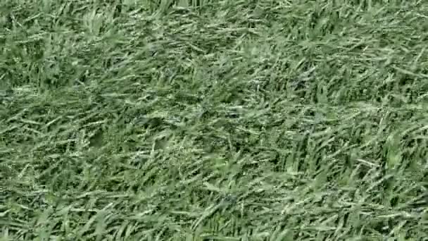 若い緑の大麦のフィールド フィールド上の若い小麦 小麦の茎を風に揺れます フィールドを風します — ストック動画