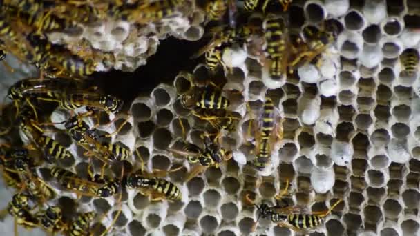 Ninho de vespas com vespas sentadas nele . — Vídeo de Stock