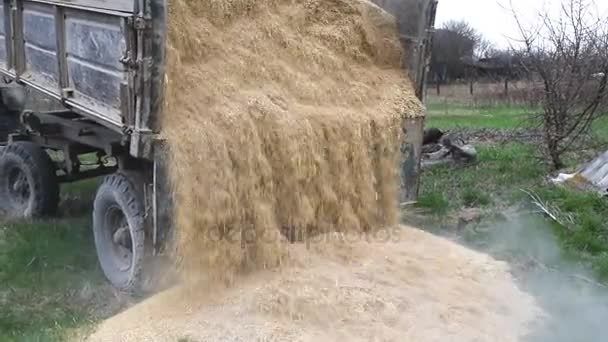 The rash of rice waste from the body of the trailer — Stock Video