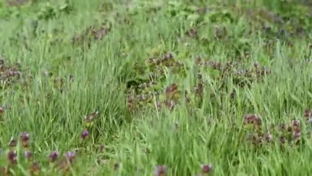 정원에서 개화 하는 광대 purpureum. — 비디오