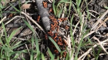 Çiftleşme ve geriye yürüme firebugs. Bahar doğa yangın hata kırmızı böcekler makro. Kırmızı böcek çim.