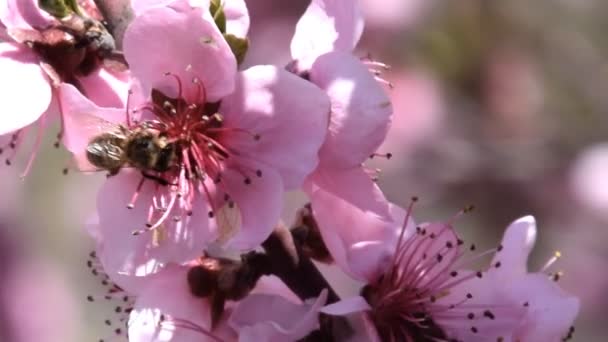 Pollination of flowers by bees peach. — Stock Video