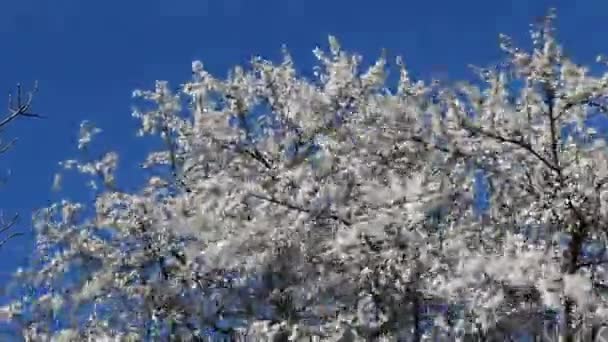 Florecimiento de una ciruela de cerezo — Vídeo de stock