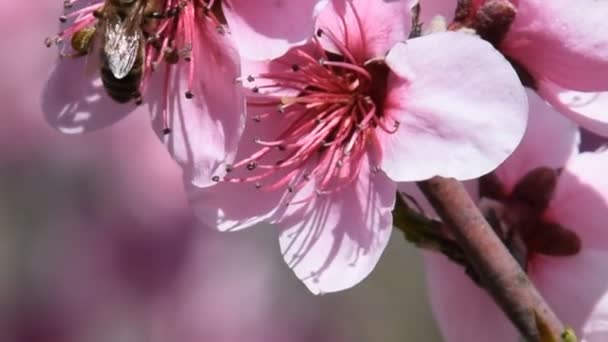 Pollination of flowers by bees peach. — Stock Video