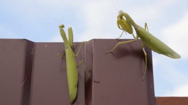 Dişi ve erkek praying mantis bir metal çit profildeki.