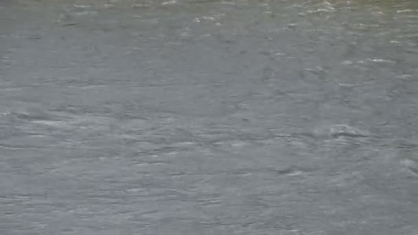 Хвилі Річці Неспокійна Вода Річці Через Сильний Вітер — стокове відео