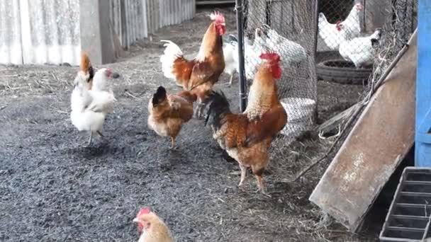 Hens in the yard of a hen house. — Stock Video