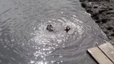 Poltava Köyü, Rusya Federasyonu - 18 Eylül 2016: Nakliye araçları ile lokomotif. Tren. Raylar ve uyuyanlar