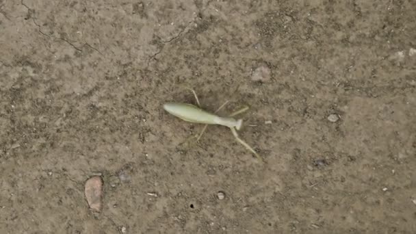 Mante sur le sol. Mantis regarde la caméra. Prédateur des insectes Mantis — Video