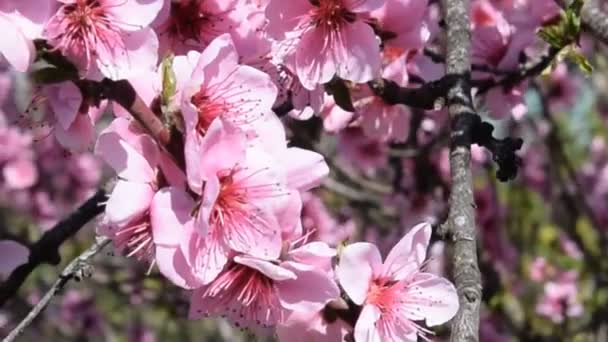 Pollination of flowers by bees peach. — Stock Video