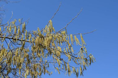 Çiçekli ela fındık. Hazel kedicikler dallar.