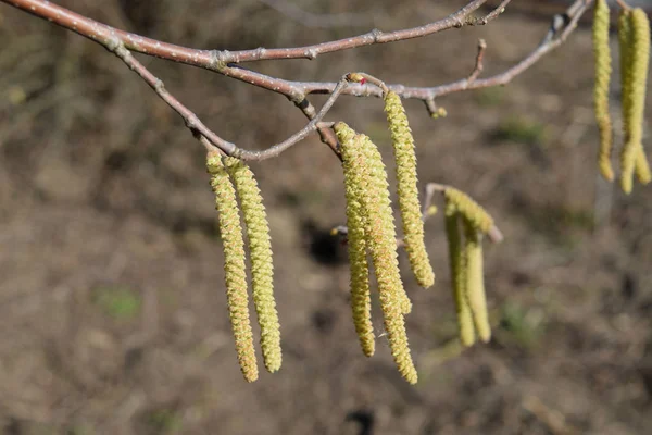 Blühende Haselnuss Haselkätzchen Auf Ästen — Stockfoto