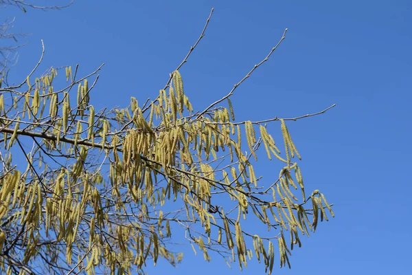 Flowering Hazel Hazelnut Hazel Catkins Branches — Stock Photo, Image