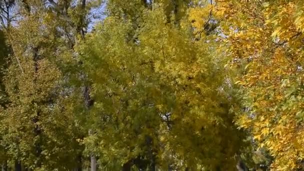 Ржавые Листья Деревьев Парке Осенью Движение Ветра Листьях — стоковое видео