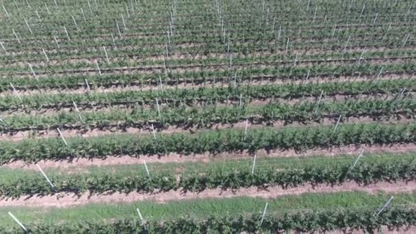 Filas de árboles en el jardín. Aerofotografía, vista superior . — Vídeos de Stock