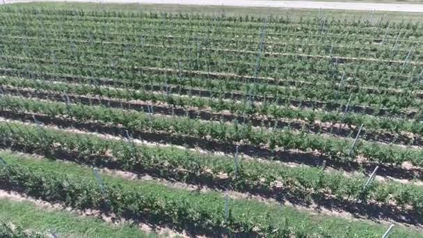 Baumreihen im Garten. Luftbildaufnahmen, Ansicht von oben. — Stockvideo