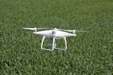 Beyaz quadrocopters buğday bir alan üzerinde uçan