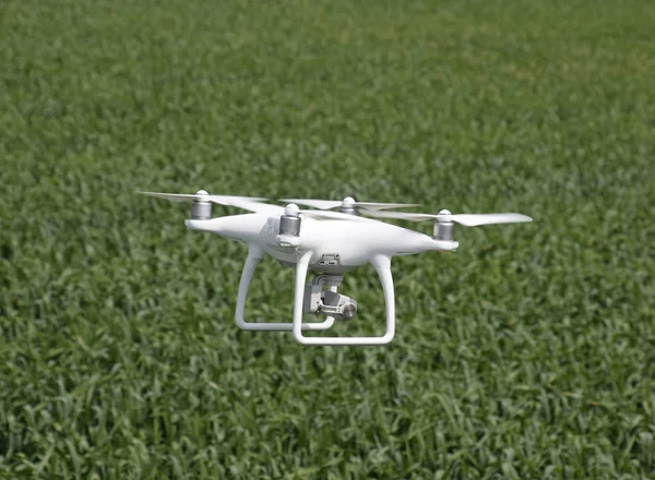 Beyaz quadrocopters buğday bir alan üzerinde uçan