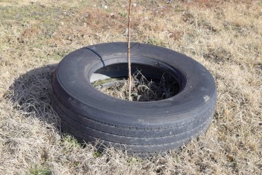 Ağaçlar ve çalılar korumak için eski lastik tekerlekler kullanarak. Çevre düzenlemesi.