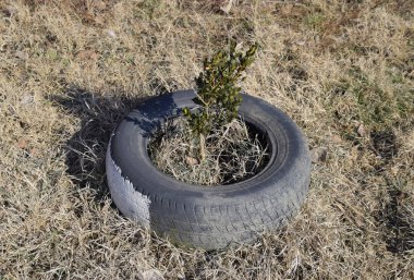 Ağaçlar ve çalılar korumak için eski lastik tekerlekler kullanarak. Çevre düzenlemesi.
