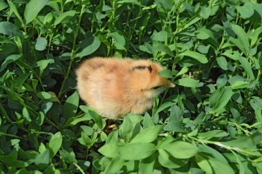 Kırmızı günlük tavuk. Kişisel iştiraki çiftlik kümes hayvanları Bakımı.