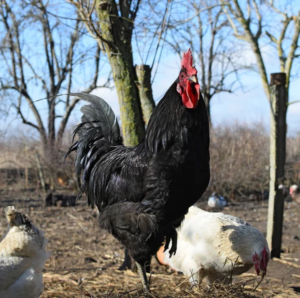 Zwarte Jonge Pik Inhoud Achtertuin Kippenboerderij — Stockfoto