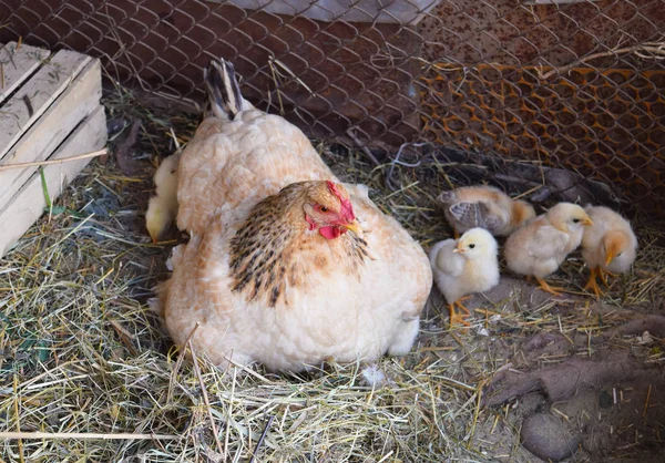 鶏と鶏の母 の鶏小屋の家禽 — ストック写真