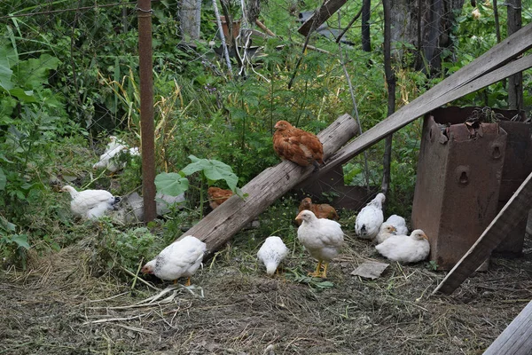 Hens Yard Hen House Cultivation Poultry — Stock Photo, Image