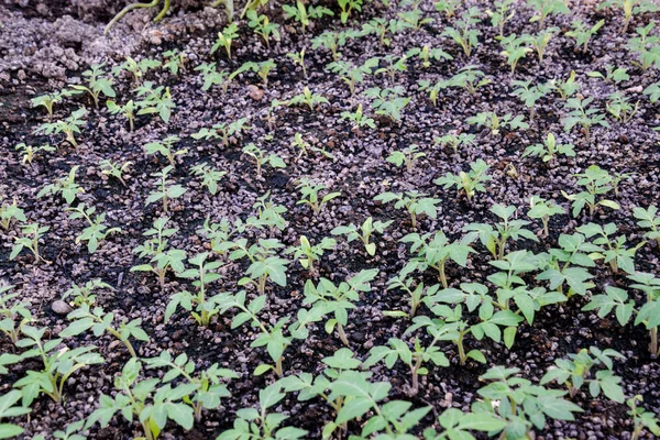 Sadzonki Pomidorów Uprawa Pomidorów Szklarni Sadzonki Szklarni Uprawy Warzyw Szklarniach — Zdjęcie stockowe