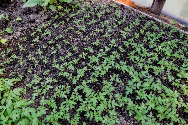 トマトの苗 温室でトマトを育てる 温室で苗 温室で野菜の成長 — ストック写真