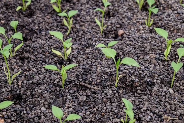 A paprika palánta. Bors mezôgazdasági. (Őszibarack) csemeték — Stock Fotó