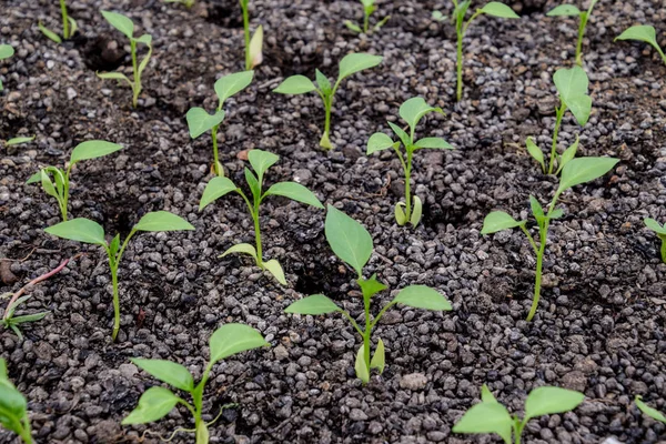 Zaailingen van peper. Peper in de kasteelt. Zaailingen — Stockfoto