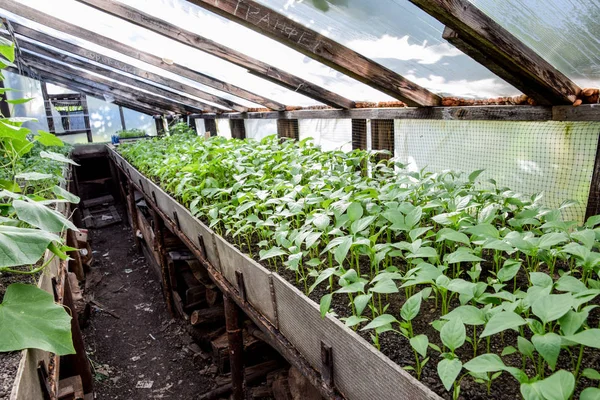 Seedlings of pepper. Pepper in greenhouse cultivation. Seedlings