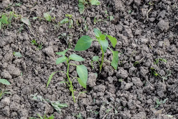 Seedlings of pepper. Pepper in greenhouse cultivation. Seedlings — Stock Photo, Image