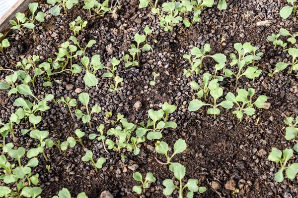 卷心菜的幼苗。在温室里种植卷心菜。硒 — 图库照片