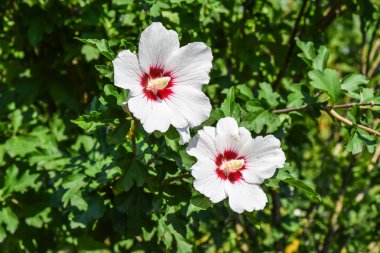 Kırmızı beyaz çiçekler beş yaprakları ile. İki çiçek bir ağacın dalları değildir.