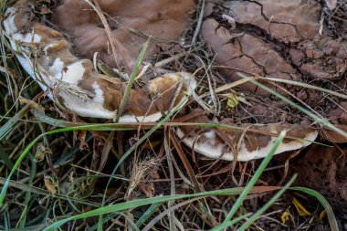 KAV mantar yaşlı bir ağaç dibinde.