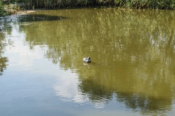 오리와 연못입니다 플라스틱 연못에 — 스톡 사진