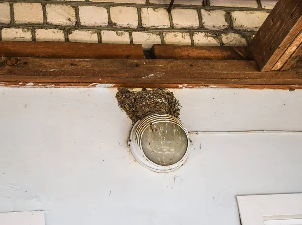 Schwalbennest Der Wand Vögel Nisten Auf Dem Haus Einer Person — Stockfoto